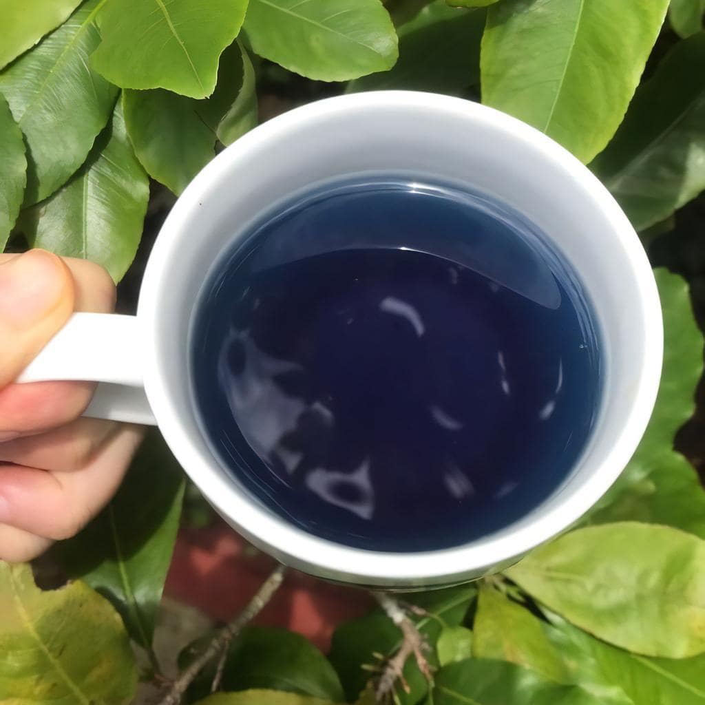 how-to-make-butterfly-pea-flower-tea-with-lemon-3-steep-the-tea-min how-to-make-butterfly-pea-flower-tea-with-lemon-3-steep-the-tea-min